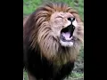 Lagu Animals#animals #jungle #wonders #lion #tiger #wildlife #wild #abu