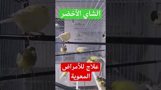 علاج الكبد للكناري بمادة طبيعية موجودة بالمنزل علاج امعاء الكناري 