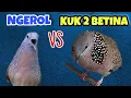 Download Lagu Tekukur Betina Kuk 2  Vs Perkutut Lokal Suara Ngerol Panjang