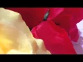 Download Lagu Hari Berganti dan Semua akan Berlalu