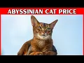 Abyssinian Cat Price How Much Does an Abyssinian Cat Cost