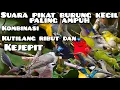 Download Lagu suara pikat burung kecil paling ampuh|| kutilang Ribut kombinasi burung kejepit ||anti zonk