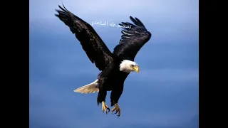 نغمه النسر الأصلية دندنها