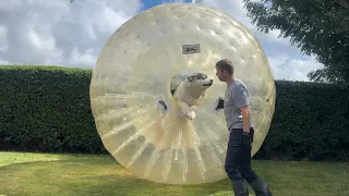 Have You Ever Hadf This Much Fun??
