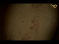 Maite Perroni - Vas a querer volver (Official CantoYo Video)
