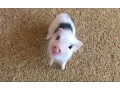 Download Lagu Mini Pig - A Cute Micro Pig Videos Compilation 2016 || NEW HD