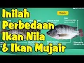 Perbedaan Ikan Nila dan Ikan Mujair
