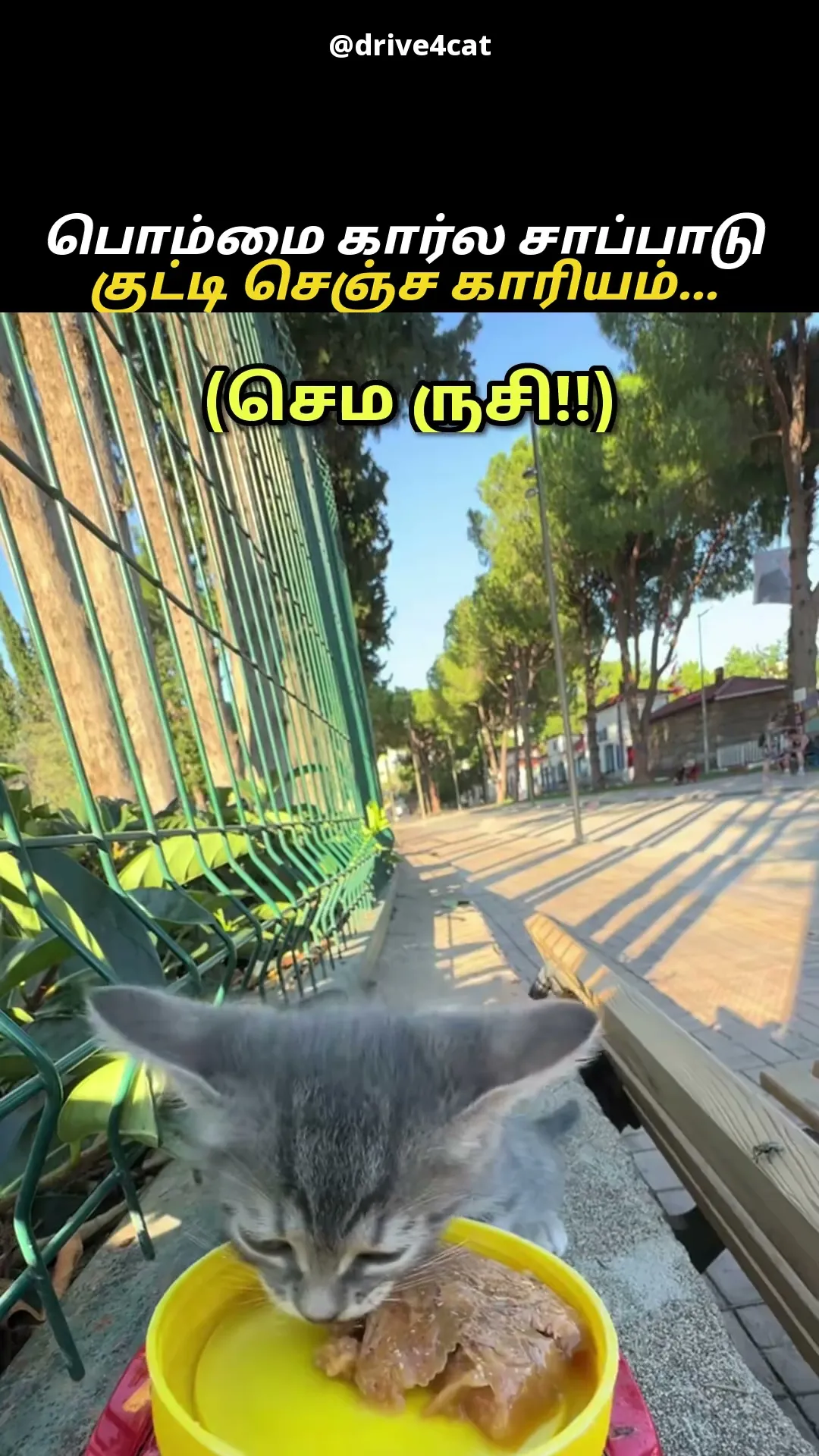 சாப்பாட்டு வண்டி வந்தாச்சு 😸🚗