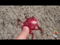 HEXBUG Scarab Robotic Insect Demo