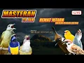 Lagu #7 Masteran Murai Batu 24 Jam Full Isian Tembakan Materi Mewah Untuk Burung Lomba!
