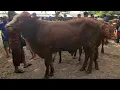 Download Lagu STOCK TERBATAS BARANG KURANG SAPI ISIAN KANDANG BAKALAN SUPER PASAR WAGE PATI 24 SEPTEMBER 2025