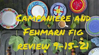 Fig Review Campaniere and Fehmarn