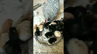   صوت الدجاجة و الكتاكيت                            دندنها