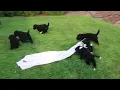 Bernese Mountain Dog Mix Puppies For Sale