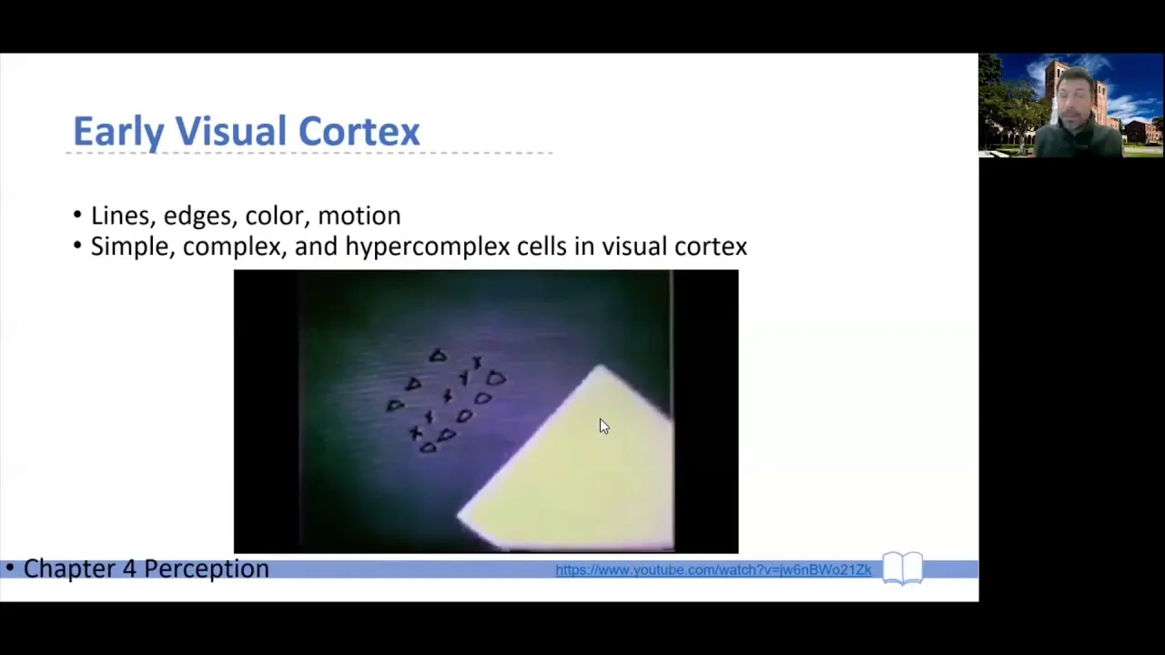 CogPsy W02b -- Ch 04 -- 02 Early Visual Cortex