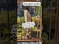 Lagu Cendet predator #cendet #cendetgacor #cendetjawatimur #cendetmadura #mangkicauoffecial #bird #burung
