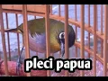 Download Lagu pleci papua GACORRR