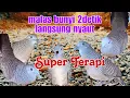 SUPER TERAPI sangat ampuh mengatasi perkutut malas bunyi dan macet bunyi
