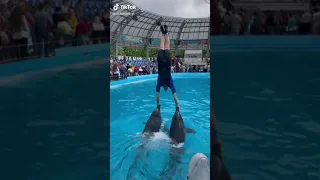 شوفو إبداع مع دلفين 