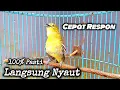 Download Lagu Suara Cipoh Gacor Pancingan  Cepat Respon Burung Cipoh Diam \u0026 Macet Bunyi 💯% Pasti Langsung Nyaut✅️