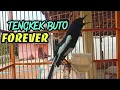 Download Lagu Kacer gacor isian tengkek buto full power