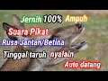 Download Lagu Suara pemikat rusa betina panggil jantan #Davidcz #suararusa