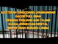 Download Lagu MASTERAN BURUNG CINGCOANG/JONGKANGAN GACOR FULL ISIAN NEMBAK PANJANG DAN TAJAM VOKAL JERNIH