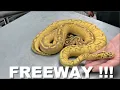 Featured Morph Freeway Ball Python