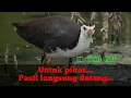 Download Lagu suara burung ruak ruak rawa dan danau...PASTI DATANG..!!!