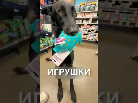 Пёсик и пищалка 😂 #истории #история #новости #новость #shorts