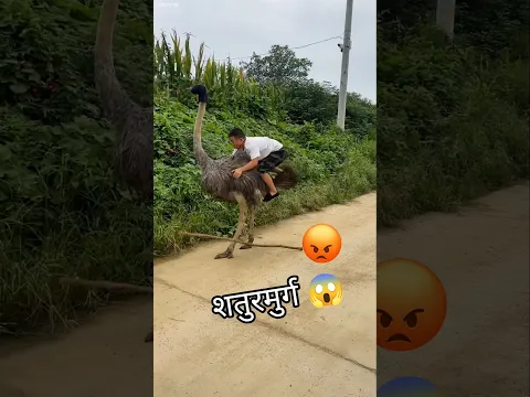 पापा और शतुरमुर्ग की भयंकर लड़ाई 😰🦘 | #bts