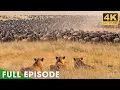 Lagu WILD SERENGETI | Battle for Survival (Full Episode) | Nature Animal Documentary