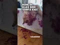Download Lagu Anjing Usil Ini Punya Hobi Tidur Aneh