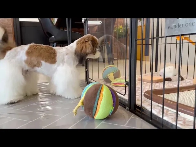 動画