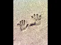 The Twilight Singers - Teenage Wristband