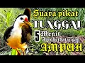 Lagu SUARA PIKAT BURUNG RUAK RUAK TUNGGAL JERNIH || BIRDTRAP || AMPUH 