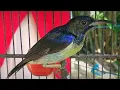 Download Lagu Kolibri Kelapa Gacor Ampuh Untuk Pancingan Kolibri Bahan