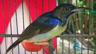 kolibri kelapa gacor ampuh untuk pancingan kolibri bahan