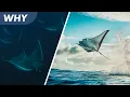 Why do Devil Rays Jump