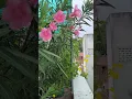 Download Lagu Tham Thana #rooftopflowers #rooftopgardens #homegarden #80stamilhits #jency #bvasantha #bakiyaraj