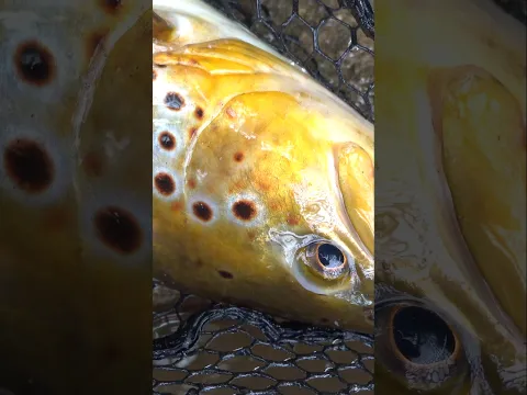 Трофейная форель на спиннинг. #fishing #cope #рыбалка #trout @meppslures