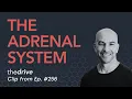 The adrenal system how it works cortisol cortisone common problems and more Peter Attia
