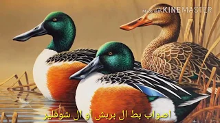 الحلقة الرابعة من اصوات الطيور المهاجرة للعراق صوت بط الخضيري  الجوشم   ال بربش  دندنها