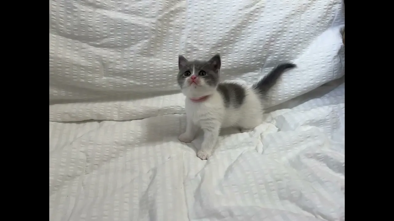 動画