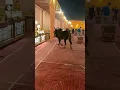 Download Lagu shaadi mein sand 🐂 ki new video 😍 new status 🥰#song #viral #shorts