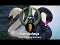 Download Lagu Hamsa Rahasya: Discovering The Tantric Secrets of the Immortal Swan