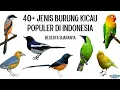 Download Lagu 40+ Jenis Burung Kicau Populer di Indonesia, beserta suaranya