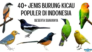 40 jenis burung kicau populer di indonesia beserta suaranya