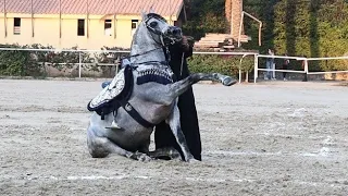 عداد الدبوس بطل الجمهورية و محمد جمعة البراجيلي بطولة مصر الدولية لأدب الخيول العربية النسخة      دندنها