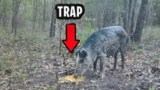 Download Primitive Pig Trap That WORKS... Survival MP3